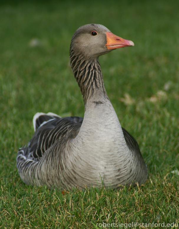 goose